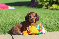 Ben, a male Miniature Dachshund for sale in Sugarcreek, OH – 5 of 9