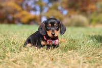 Chase, a male Miniature Dachshund for sale in Sugarcreek, OH – 2 of 10