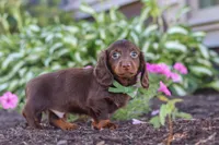 Lyn, a male Miniature Dachshund for sale in Sugarcreek, OH – 3 of 9