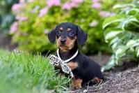 Anson, a male Miniature Dachshund for sale in Sugarcreek, OH – 5 of 9