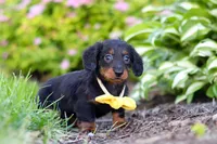 Ronnie, a male Miniature Dachshund for sale in Sugarcreek, OH – 2 of 8