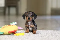 Jackson, a male Miniature Dachshund for sale in Sugarcreek, OH – 9 of 10