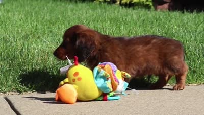 Ben, a male Miniature Dachshund for sale in Sugarcreek, OH – 9 of 9