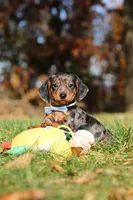 Jackson, a male Miniature Dachshund for sale in Sugarcreek, OH – 7 of 10
