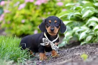 Anson, a male Miniature Dachshund for sale in Sugarcreek, OH – 2 of 9
