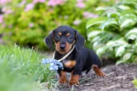 Rascal, a male Miniature Dachshund for sale in Sugarcreek, OH – 3 of 7