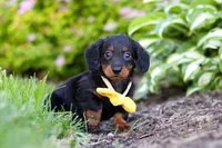 Ronnie, a male Miniature Dachshund for sale in Sugarcreek, OH – 7 of 8