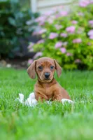 Alex, a male Miniature Dachshund for sale in Sugarcreek, OH – 6 of 10