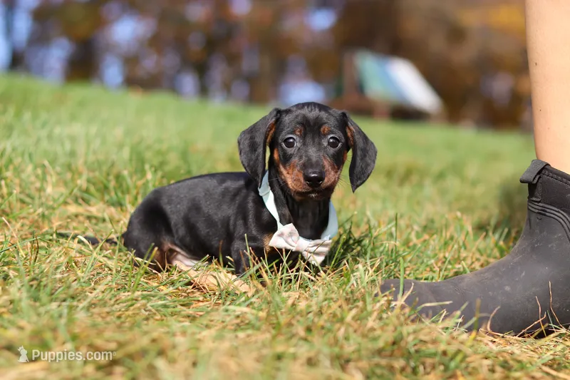 Jordan – Miniature Dachshund puppy for sale in Sugarcreek, OH