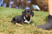 Jordan, a male Miniature Dachshund for sale in Sugarcreek, OH – 1 of 9