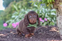 Lyn, a male Miniature Dachshund for sale in Sugarcreek, OH – 5 of 9