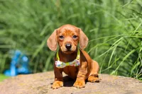Alex, a male Miniature Dachshund for sale in Sugarcreek, OH – 8 of 10