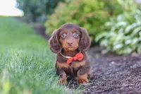 Leo, a male Miniature Dachshund for sale in Sugarcreek, OH – 5 of 8