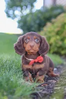 Luke, a male Miniature Dachshund for sale in Sugarcreek, OH – 6 of 8
