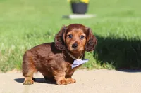 Ben, a male Miniature Dachshund for sale in Sugarcreek, OH – 2 of 9