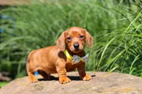Alex, a male Miniature Dachshund for sale in Sugarcreek, OH – 5 of 10