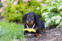 Ronnie, a male Miniature Dachshund for sale in Sugarcreek, OH – 3 of 8