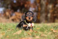 Charlie, a male Miniature Dachshund for sale in Sugarcreek, OH – 2 of 8