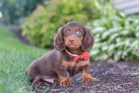 Leo, a male Miniature Dachshund for sale in Sugarcreek, OH – 2 of 8
