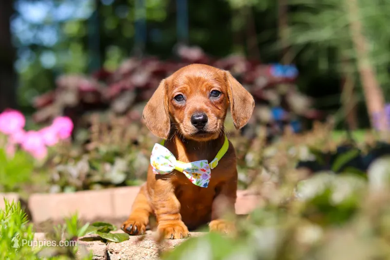 Alex – Miniature Dachshund puppy for sale in Sugarcreek, OH