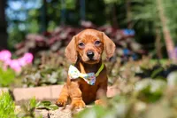 Alex, a male Miniature Dachshund for sale in Sugarcreek, OH – 1 of 10