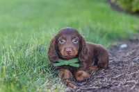 Lyn, a male Miniature Dachshund for sale in Sugarcreek, OH – 6 of 9