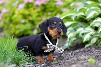 Anson, a male Miniature Dachshund for sale in Sugarcreek, OH – 8 of 9