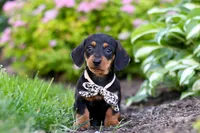 Anson, a male Miniature Dachshund for sale in Sugarcreek, OH – 7 of 9