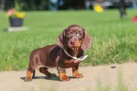Lily, a female Miniature Dachshund for sale in Sugarcreek, OH – 2 of 8