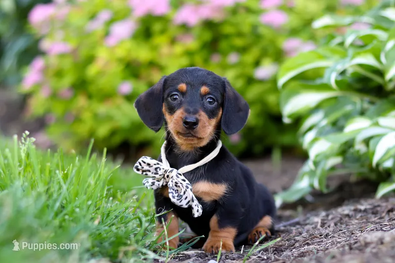Anson – Miniature Dachshund puppy for sale in Sugarcreek, OH