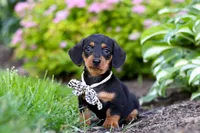 Anson, a male Miniature Dachshund for sale in Sugarcreek, OH – 1 of 9