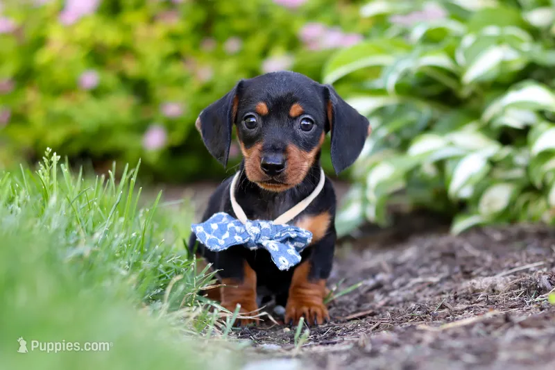 Rascal – Miniature Dachshund puppy for sale in Sugarcreek, OH