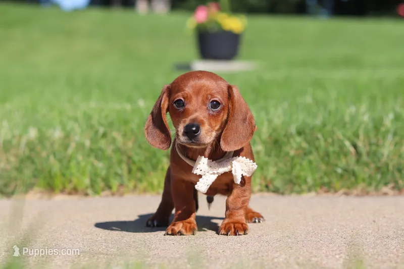 Bo – Miniature Dachshund puppy for sale in Sugarcreek, OH