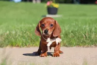 Bo, a male Miniature Dachshund for sale in Sugarcreek, OH – 1 of 8