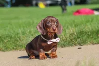 Lily, a female Miniature Dachshund for sale in Sugarcreek, OH – 5 of 8