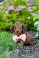Allie, a female Miniature Dachshund for sale in Sugarcreek, OH – 8 of 10