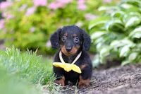 Ronnie, a male Miniature Dachshund for sale in Sugarcreek, OH – 4 of 8