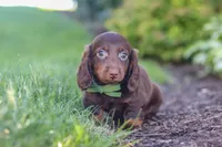 Lyn, a male Miniature Dachshund for sale in Sugarcreek, OH – 8 of 9
