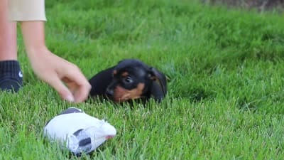 Rascal, a male Miniature Dachshund for sale in Sugarcreek, OH – 7 of 7