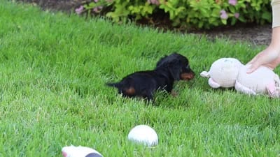 Ronnie, a male Miniature Dachshund for sale in Sugarcreek, OH – 8 of 8