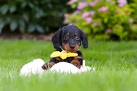 Ronnie, a male Miniature Dachshund for sale in Sugarcreek, OH – 6 of 8