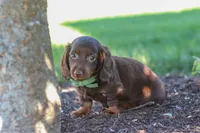 Lyn, a male Miniature Dachshund for sale in Sugarcreek, OH – 4 of 9