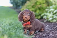 Luke, a male Miniature Dachshund for sale in Sugarcreek, OH – 7 of 8