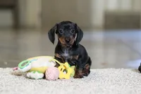 Jordan, a male Miniature Dachshund for sale in Sugarcreek, OH – 3 of 9