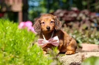 Allie, a female Miniature Dachshund for sale in Sugarcreek, OH – 1 of 10
