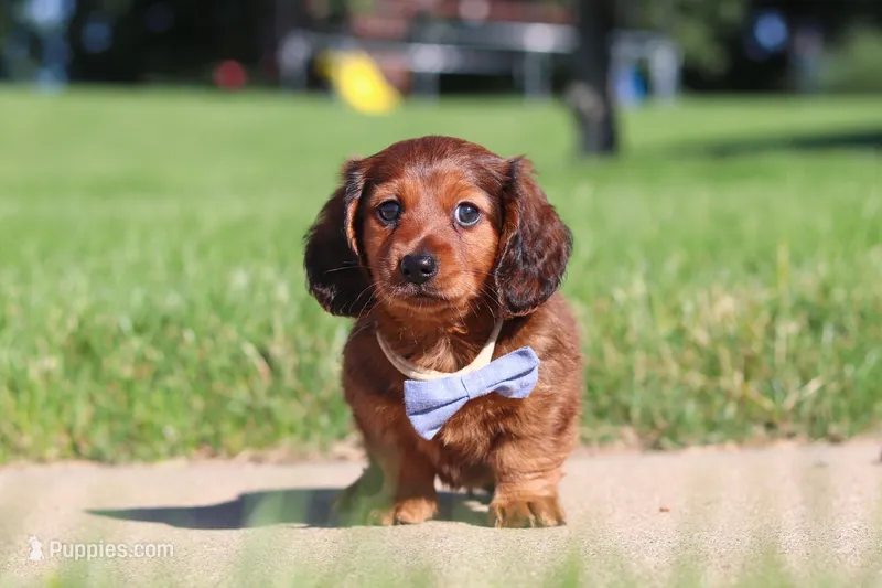 Ben – Miniature Dachshund puppy for sale in Sugarcreek, OH