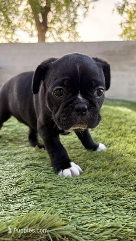 Stella – Frenchton puppy for sale in Bakersfield, CA