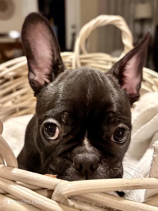 Stella – Frenchton puppy for sale in Bakersfield, CA