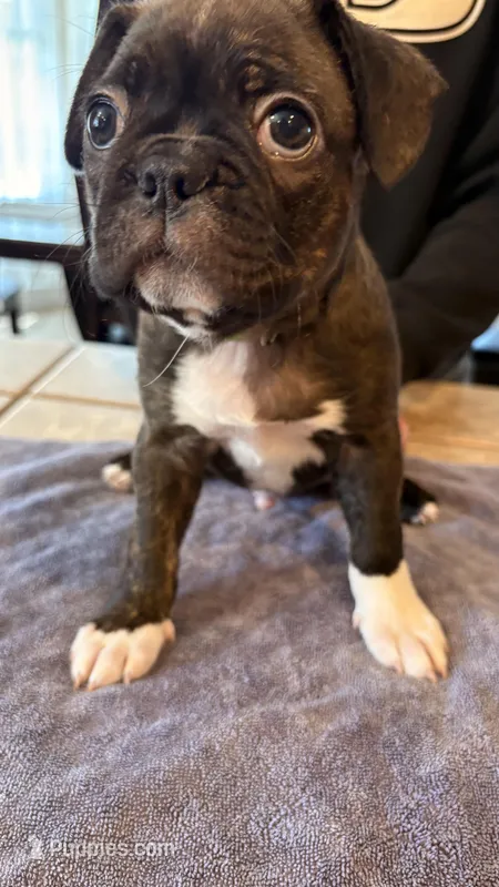 Mr. Boss – Frenchton puppy for sale in Bakersfield, CA