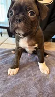 Mr. Boss, a male Frenchton for sale in Bakersfield, CA – Photo 1 of 5